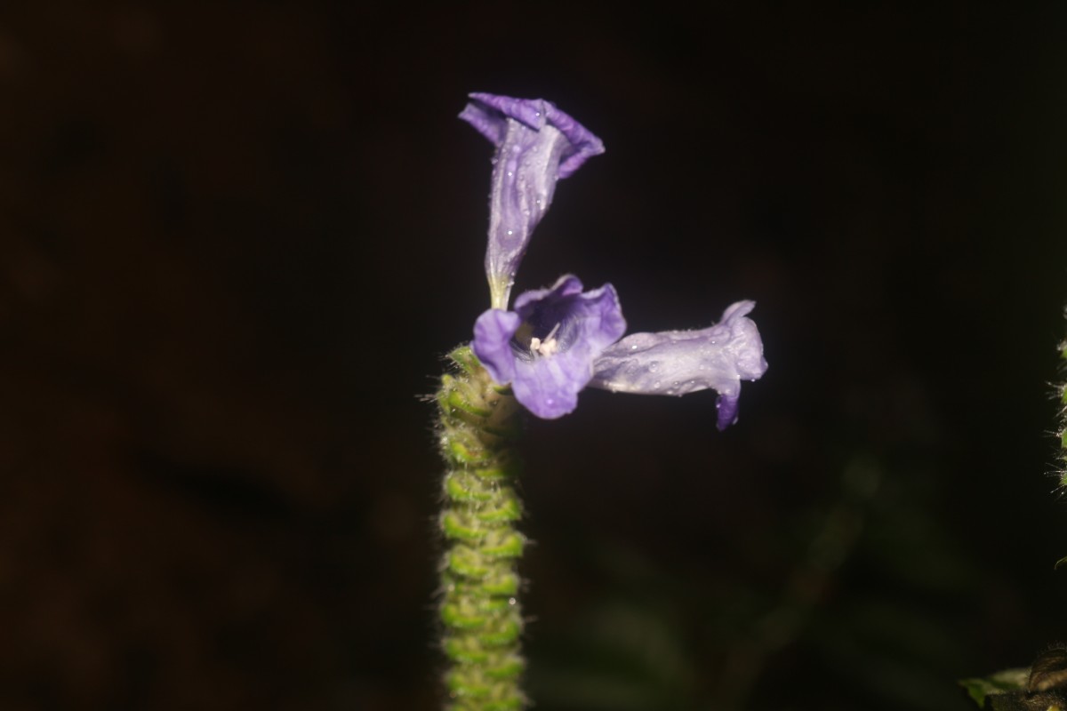 Strobilanthes auriculata var. dyeriana (Mast.) J.R.I.Wood